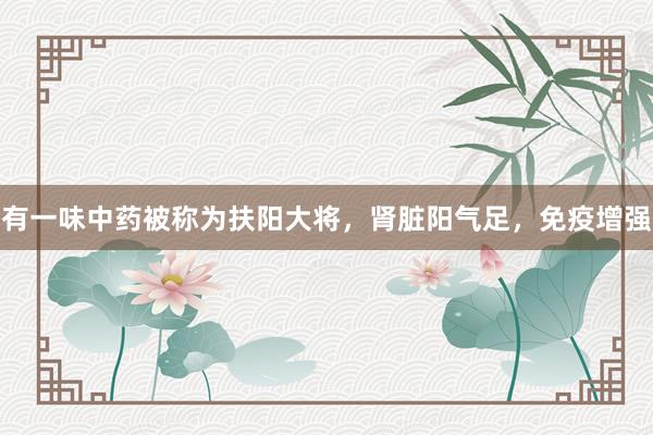 有一味中药被称为扶阳大将，肾脏阳气足，免疫增强
